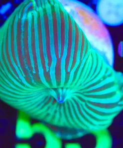 Wysiwyg Green Hpynotiq Mushroom Frag [F55]