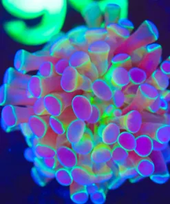 Wysiwyg Hammer Coral Frag [F56]