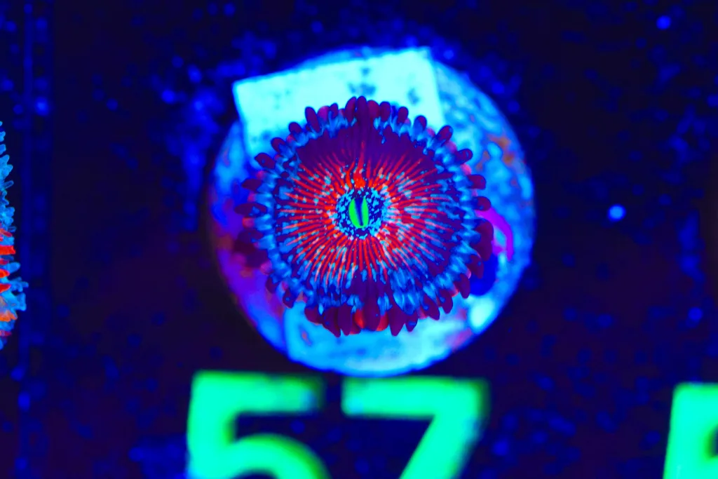 Frag Box Corals