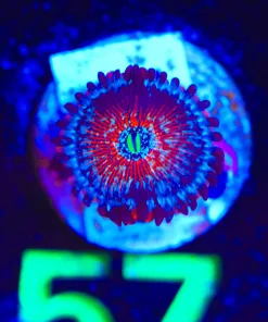 Wysiwyg Blue Agave Zoanthid Frag [F57]