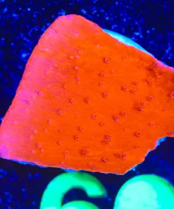 Wysiwyg Classic Red Monticap Frag  [F60]