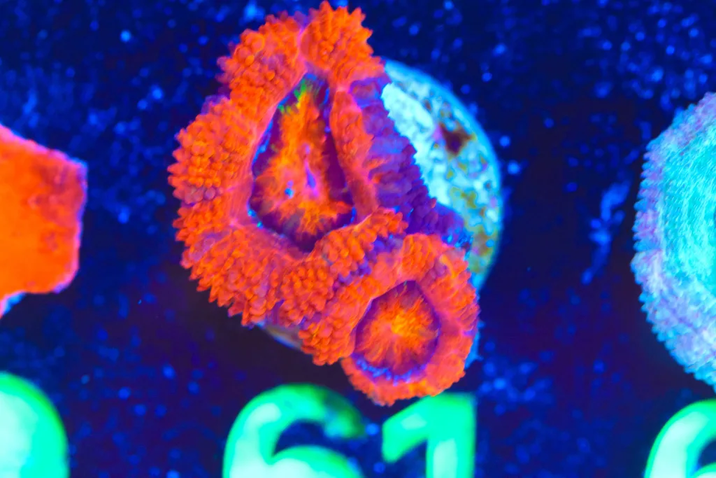 Frag Box Corals