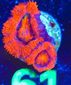 Wysiwyg Acan Frag [F61]