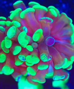 Wysiwyg Hammer Coral Frag  [F63]