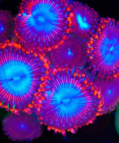 Wysiwyg Large Blue Blood Zoanthid Frag [F64]