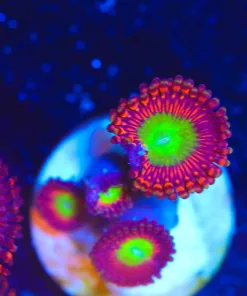 Wysiwyg Zoanthid  Frag [F65]