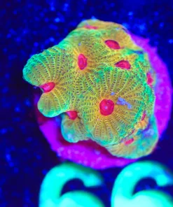 Wysiwyg Fascination Favia Frag [F66]