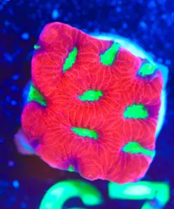 Wysiwyg Watermelon Favia Frag [F67]