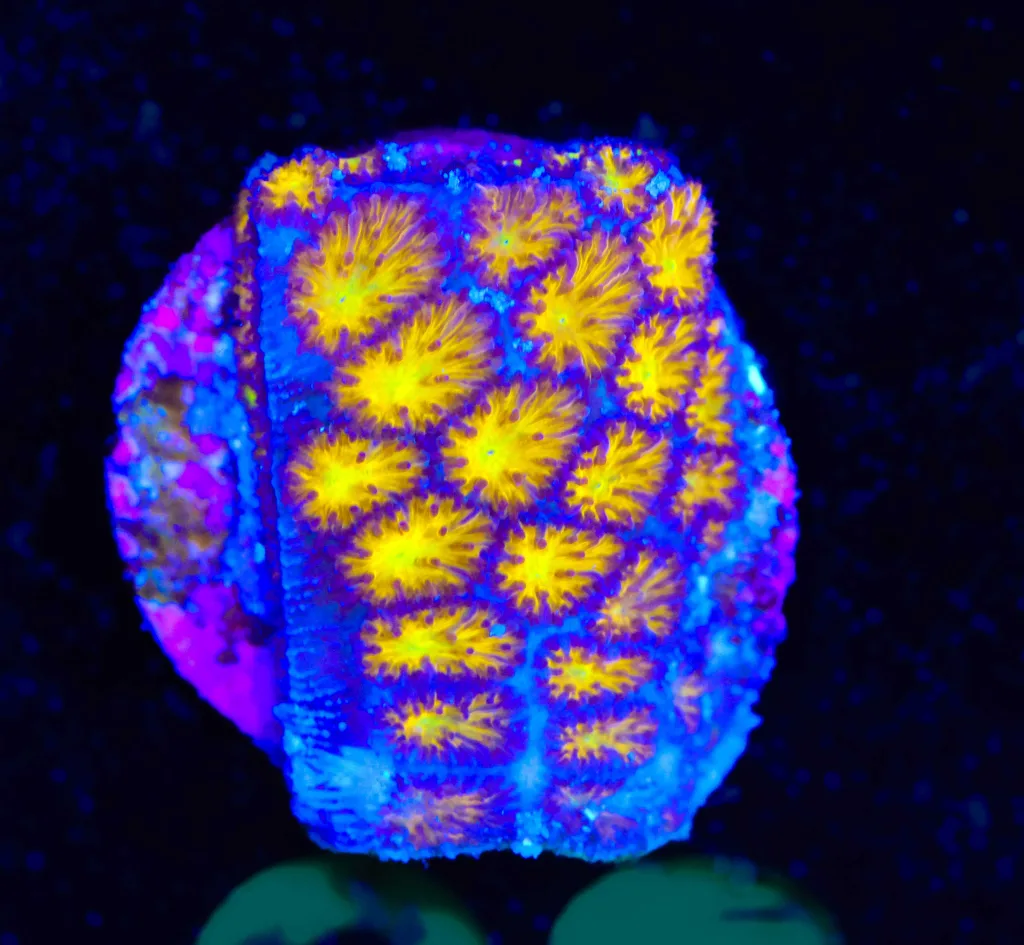 Frag Box Corals