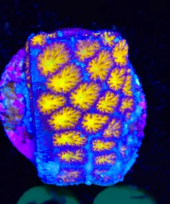 Wysiwyg Small Honeycomb Lepastrea Frag [F68]