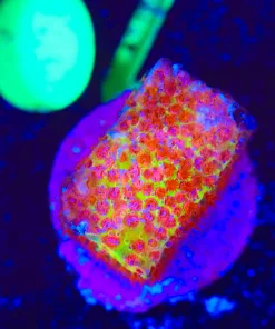 Wysiwyg Burning Banana Frag [F70]