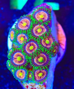 Wysiwyg Lazer Lemon Zoanthid Frag [F74]