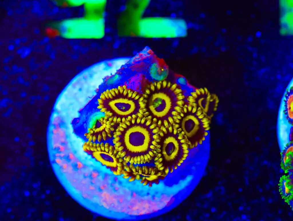 Frag Box Corals