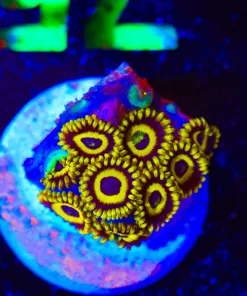 Wysiwyg La Lakers Zoanthid Frag [F75]