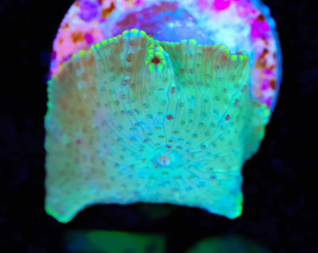 Frag Box Corals