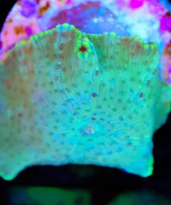 Wysiwyg Mushroom Frag [F76]