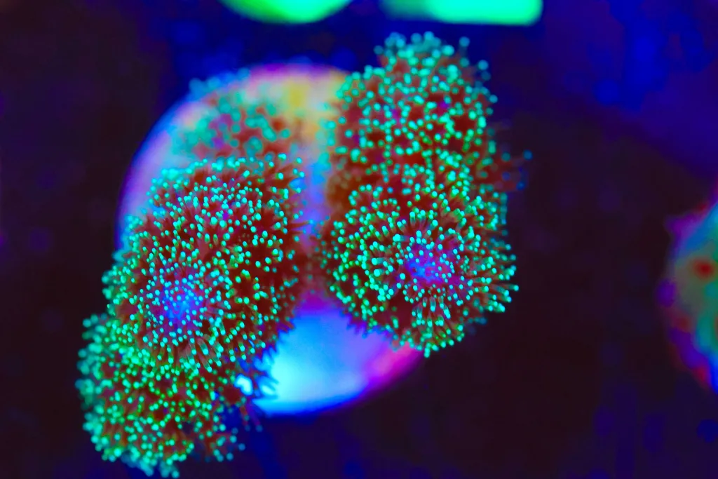 Frag Box Corals