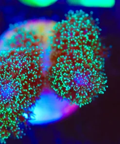 Wysiwyg Pocillipora Acropora Frag  [F78]