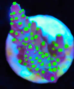 Wysiwyg Bonsai Valida Acropora Frag [F81]