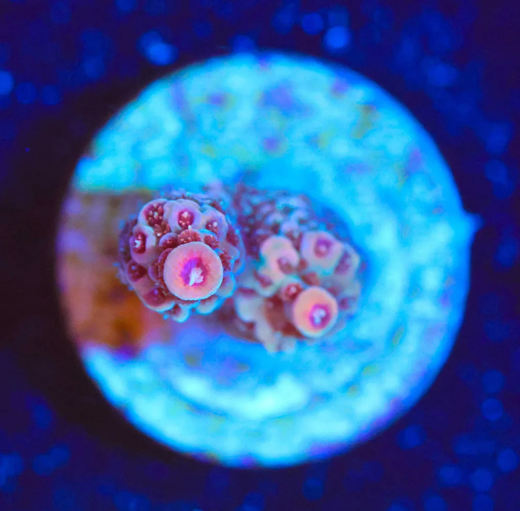 Frag Box Corals
