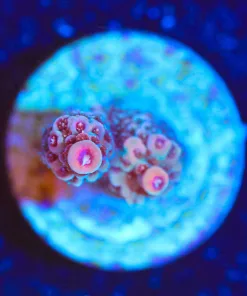 Wysiwyg Tiny Millepora Acropora Frag [F82]