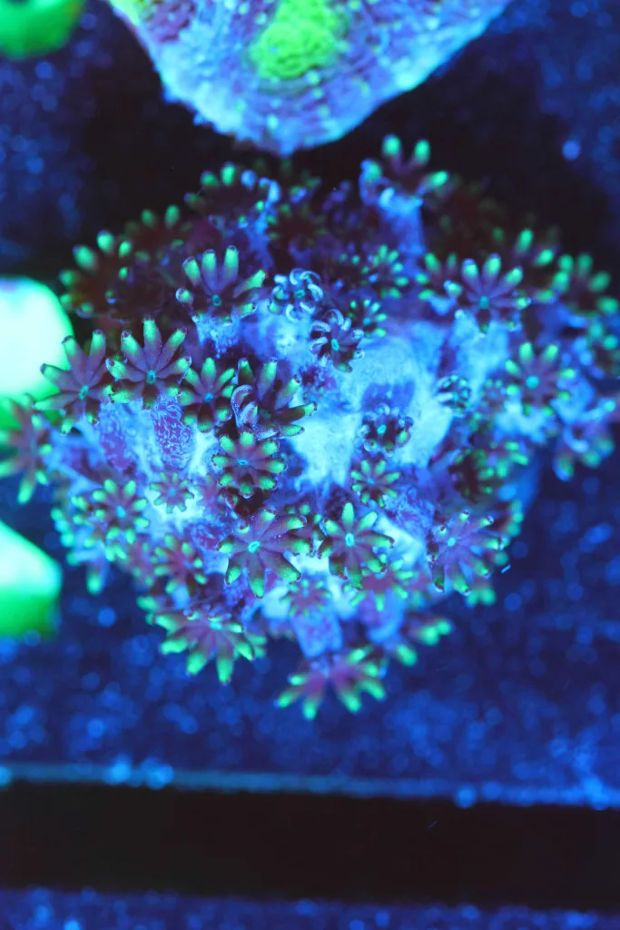 Frag Box Corals
