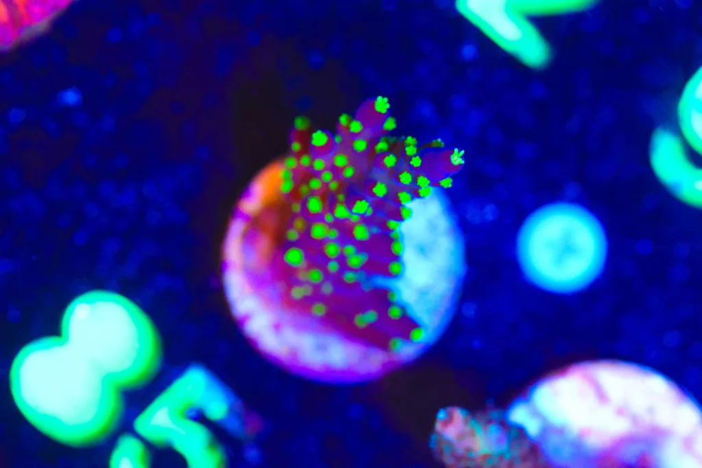 Frag Box Corals