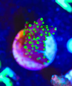 Wysiwyg Bonsai Valida Frag [F85]