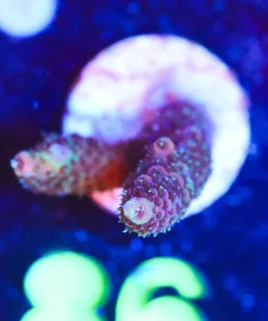 Wysiwyg Small Acropora Millepora Frag [F86]