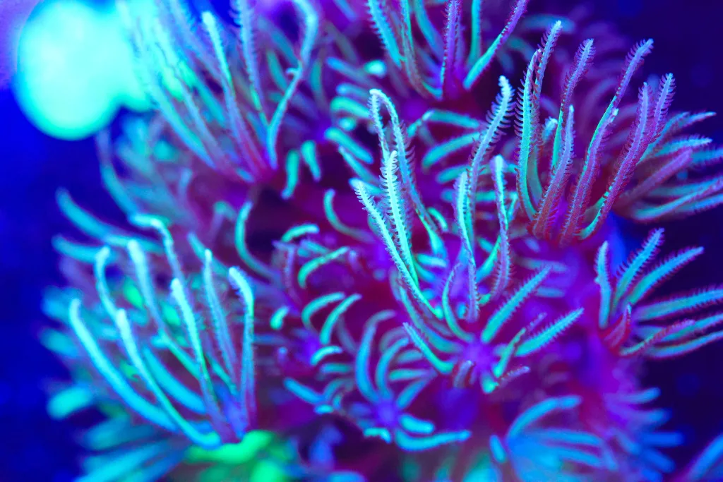 Frag Box Corals
