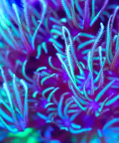 Wysiwyg Pipe Organ Frag  [F89]