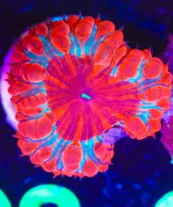 Wysiwyg Blastomussa Frag [F92] *small signs of tissue recession*