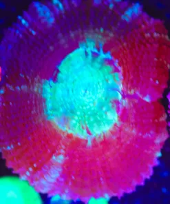 Wysiwyg Acan Frag [F93]