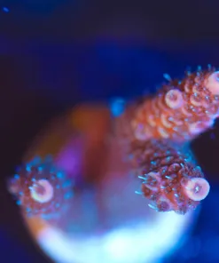 Wysiwyg Acropora Frag  [F95]