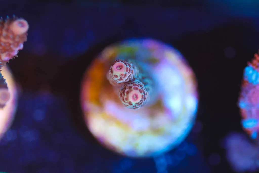 Frag Box Corals