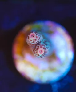 Wysiwyg  Tiny Acropora Frag [F96]