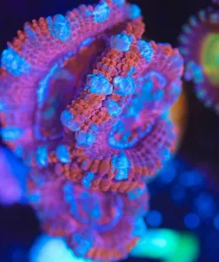 Wysiwyg Pink Acan Frag [F97]
