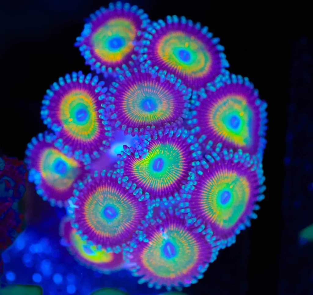 Frag Box Corals