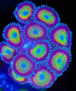 Wysiwyg  Huge Vitamin C+ Frag [F98]