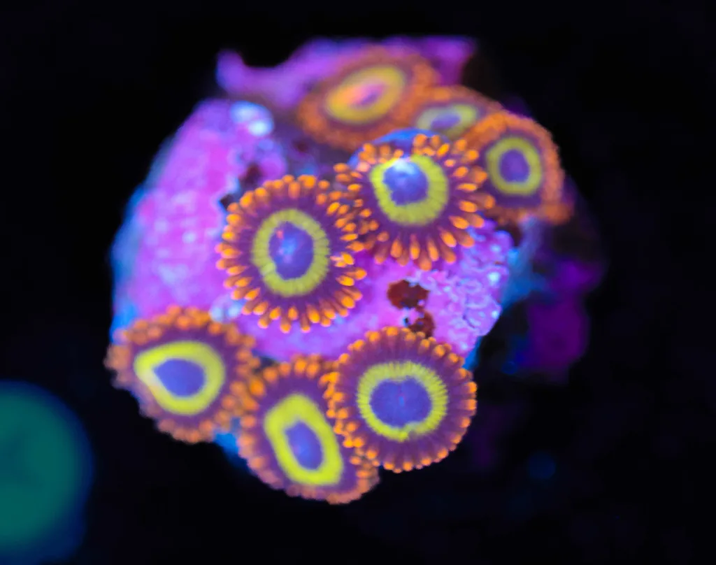 Frag Box Corals
