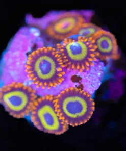 Wysiwyg Fruit Loops Frag [F99]