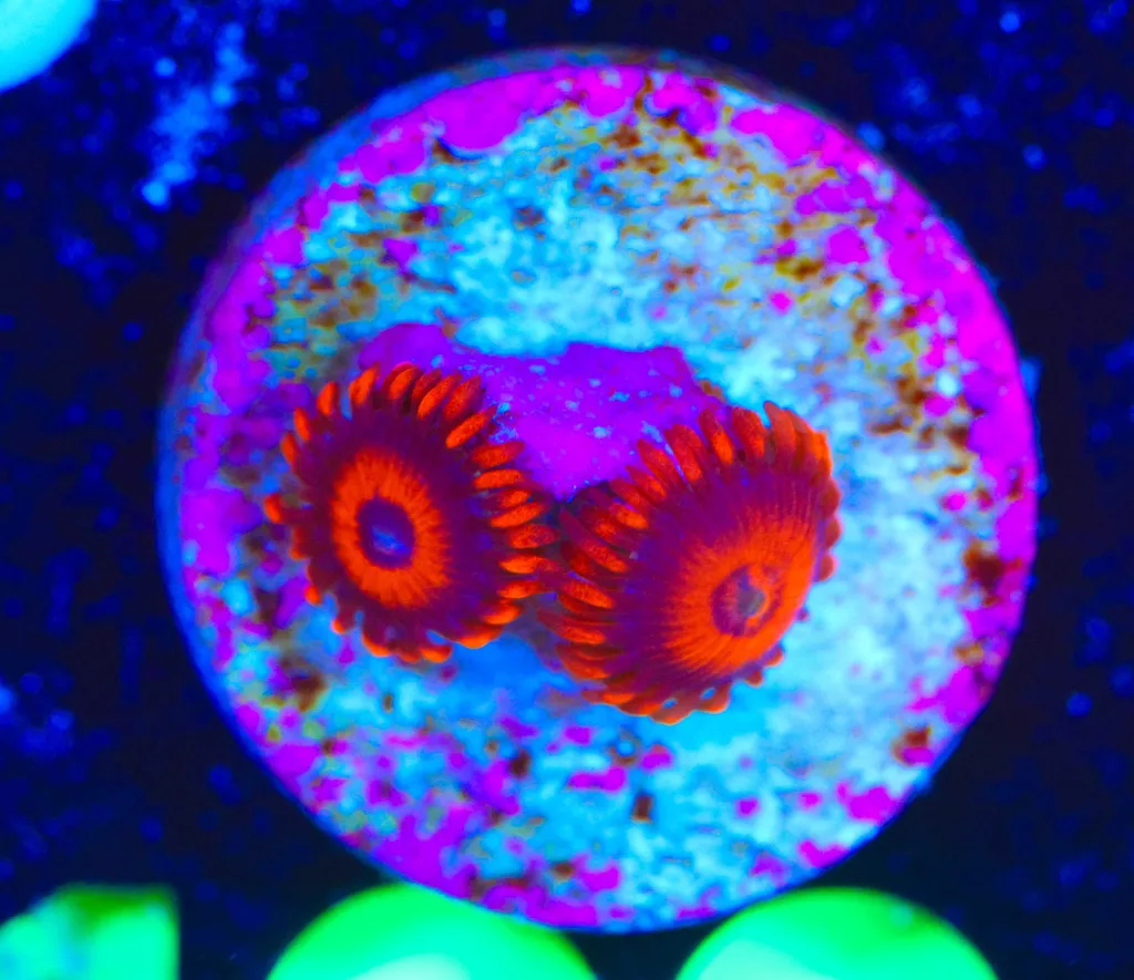 Frag Box Corals