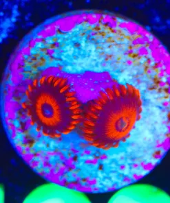 Wysiwyg Orange Oxide Frag [F100]