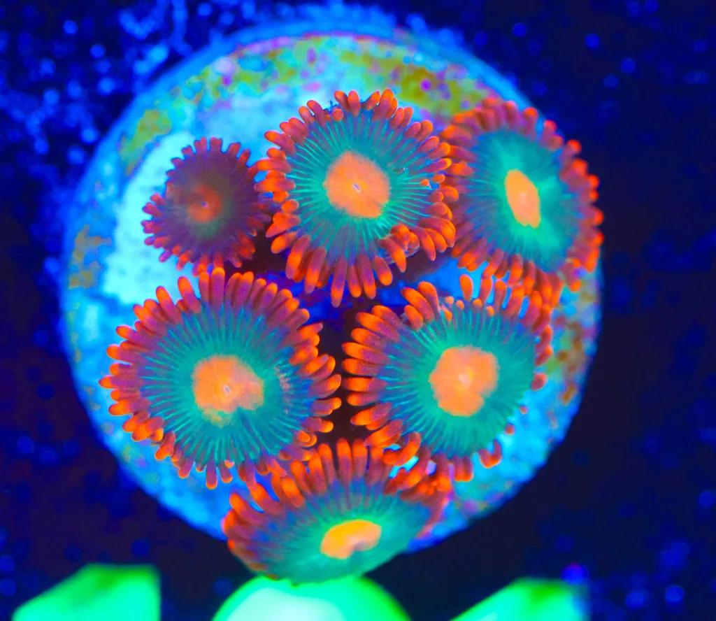 Frag Box Corals