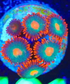 Wysiwyg Gatorade Zoanthid Frag [F101]