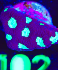 Wysiwyg Favia Frag [F102]