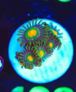 Wysiwyg Zoa Frag [F103]