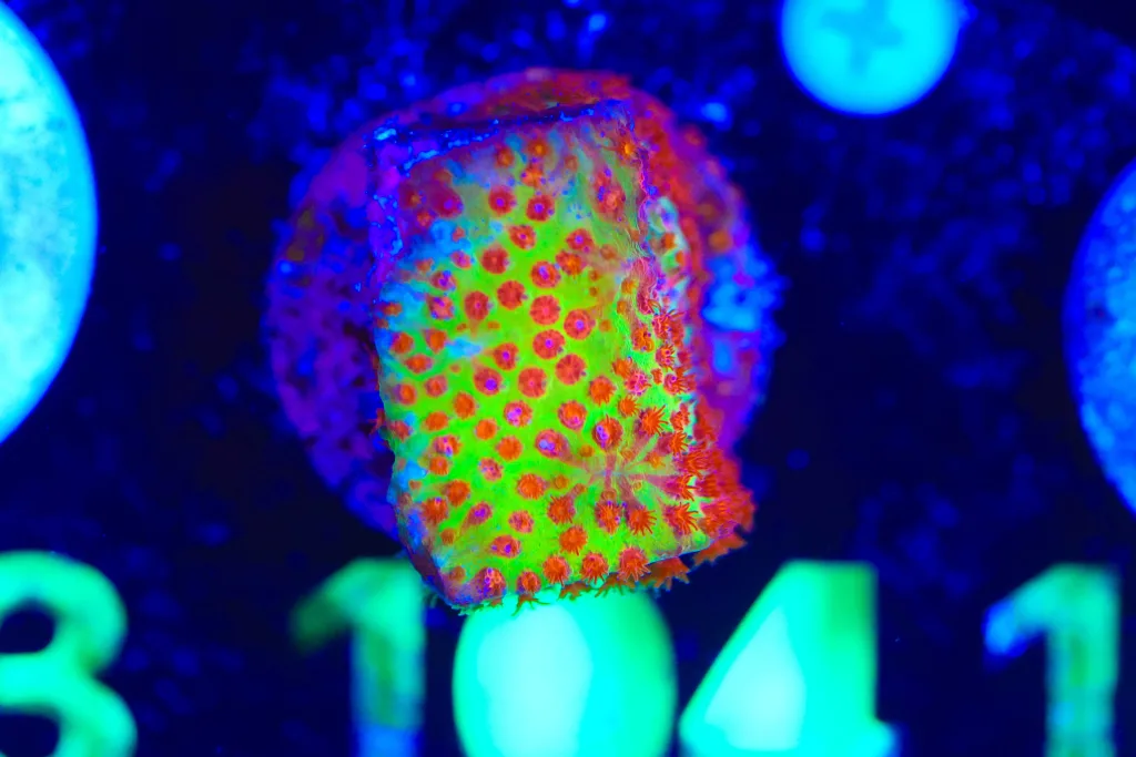 Frag Box Corals