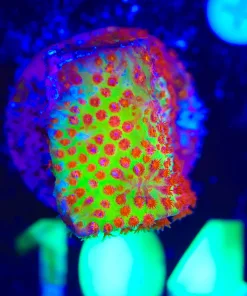 Wysiwyg Burning Banana Frag [F104]