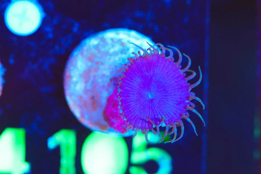Frag Box Corals